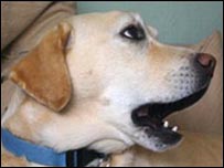 Cão