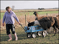 Kerry Whybrow with her llamas