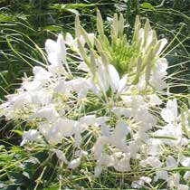 Cleome 'Helen Campbell'
