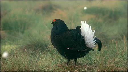 Black Grouse c/o RSPB Images