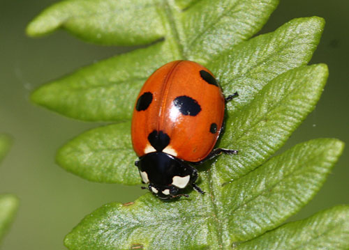 Scarce seven©spot (Coccinella magnifica) ©Ken Dolbear