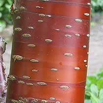 Tibetan cherry