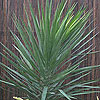 Yucca aloifolia