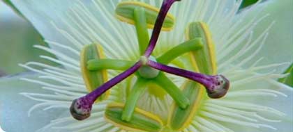 (image: Passiflora)