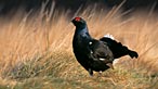 Black grouse. Photo: Chris Gomersall
