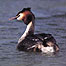 Great Crested Grebe c/o RSPB Images/Chris Gomersall