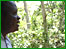 Mabira forest