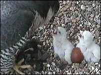 Peregrine falcon chicks