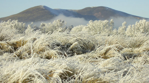 Thick frost on grass and trees with Scald Law in the background