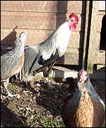 Picture: the chicken run