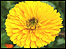 Flower (C) Sally Mastronardi