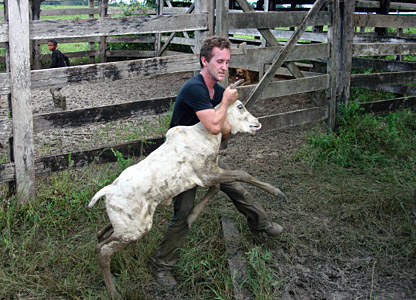 Bruce wrestling a calf