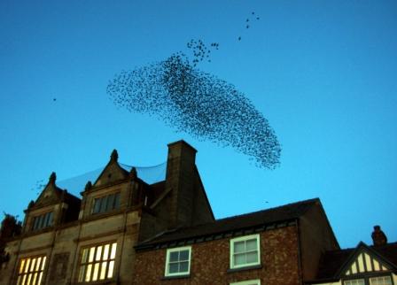 starlings2.JPG
