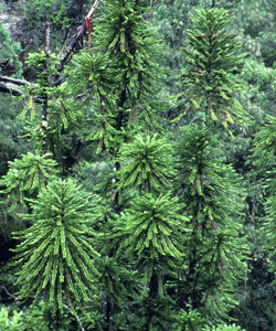 Wollemi Pine