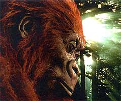 Gigantopithecus in close-up