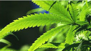 القنب الهندي (الحشيش)