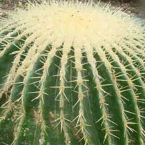 Echinocactus
