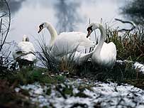 Lee Valley Park (Image c/o Lee Valley Regional Park Authority)