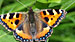 Click to enlarge