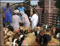 بھارتی بکریوں کی پہلی کھیپ ستمبر میں پاکستان پہنچی