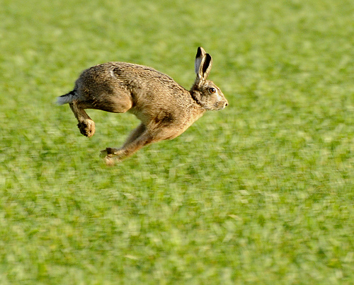 springing hare by phil johnston