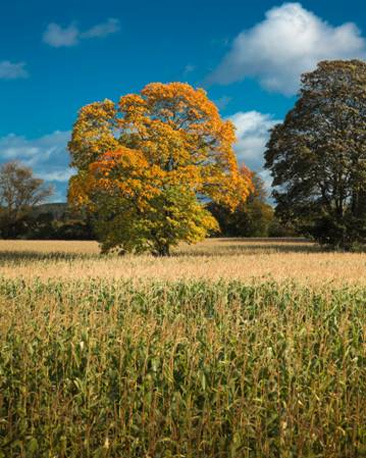 Tree at Doune