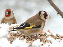 Goldfinch in the snow (photo: Sam Shippey)