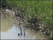 Kanali i Motorit, Vlorë