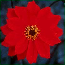 Dalhia 'Bishop of Llandaff' 