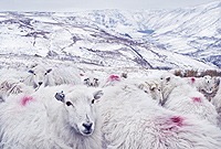 Defaid, gan Llinos Lanini