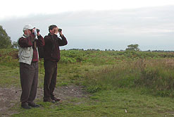 looking for nightjars