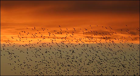 Starlings at sunset