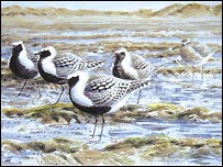 Grey Plovers at Titchwell by Michael Warren