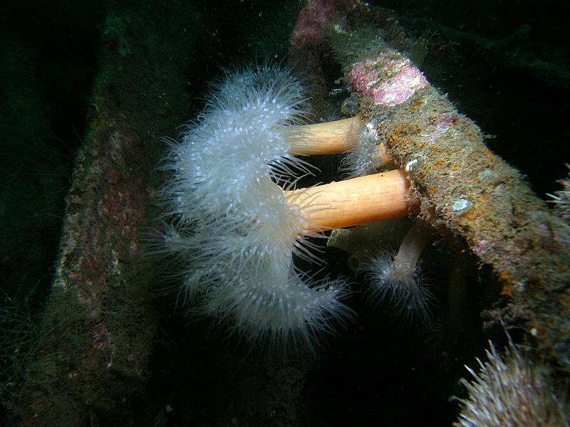 Plumose anemones on the F2
