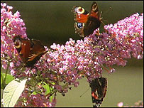 Buddleia and butterflies