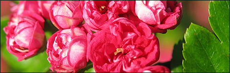 CRATAEGUS 'Paul's Scarlet'