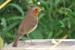Pic: Master Robin Red Breast
