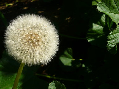 Dandelion