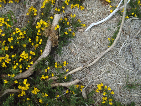 Gorse at Culloden by Calum Colvin