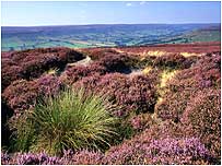 Farndale c/o Dave Phillips