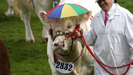 Champion cow with rain protection