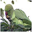 Parakeet