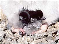 پینگونز کا ننھے بچے