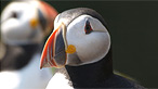 Puffins on Skomer by Jon Hailsham