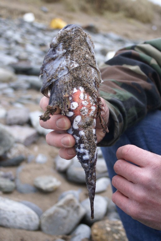 Is it a Teenage Mutant Ninja Fish?