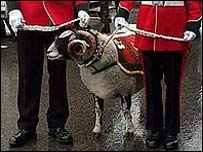 Derby Ram