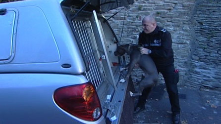 A police officer putting a dog into a van