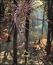 Picture by Henna Nadeem (detail)