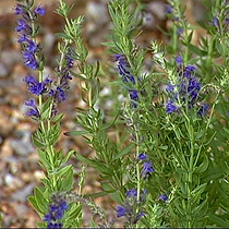 Hyssop officinalis