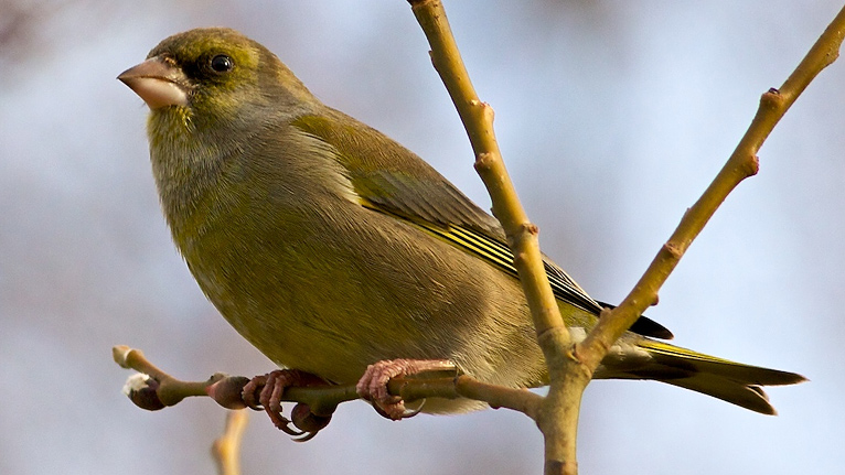 Greenfinch